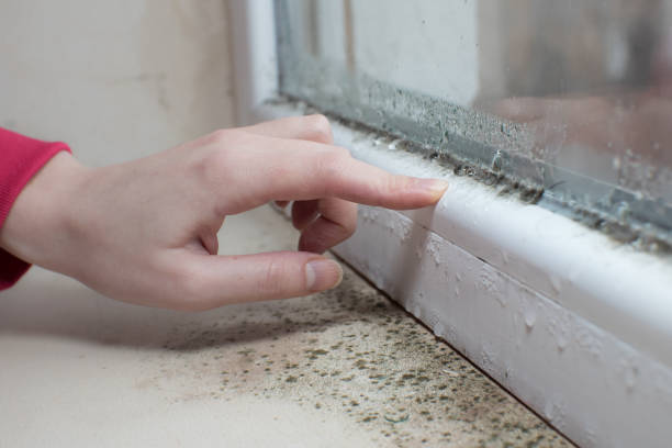 Best Airborne Mold Testing  in Clinton, IL